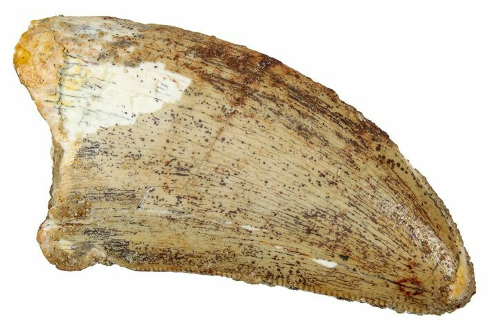 Serrated, Carcharodontosaurus Tooth - Real Dinosaur Tooth #341324
